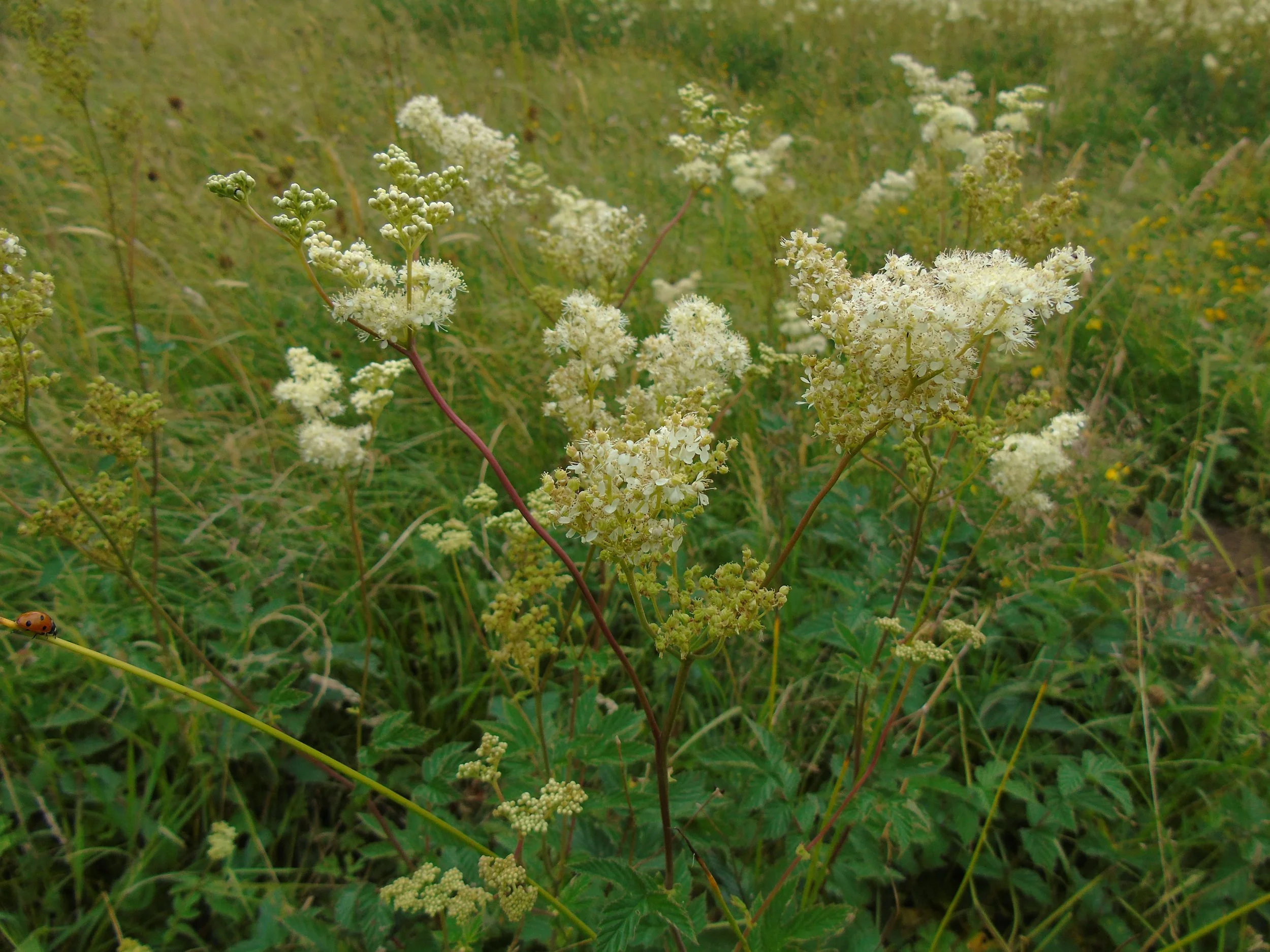 Meadowsweet herb