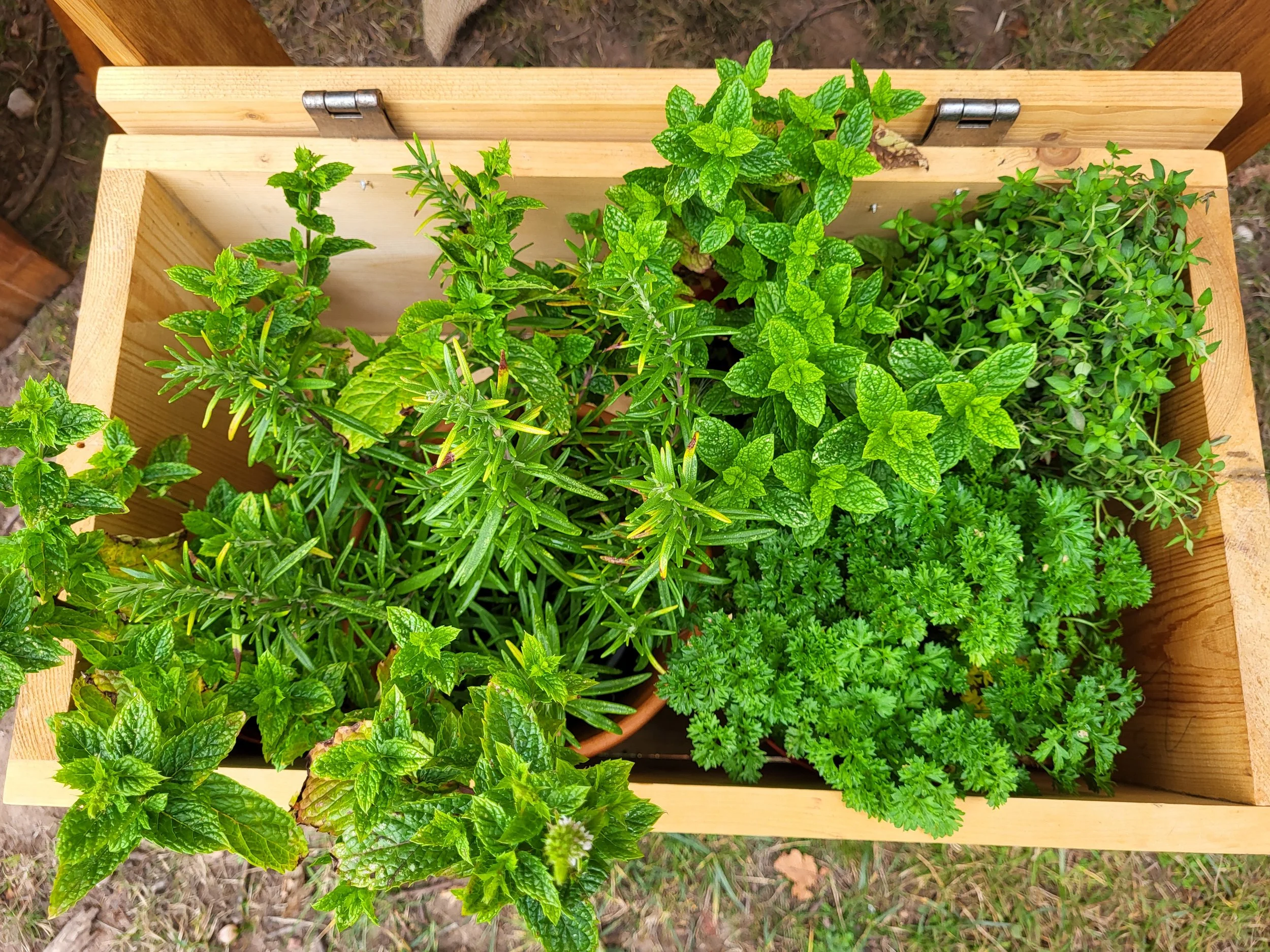 A wooden box filled with various green herbs, viewed from above outdoors.