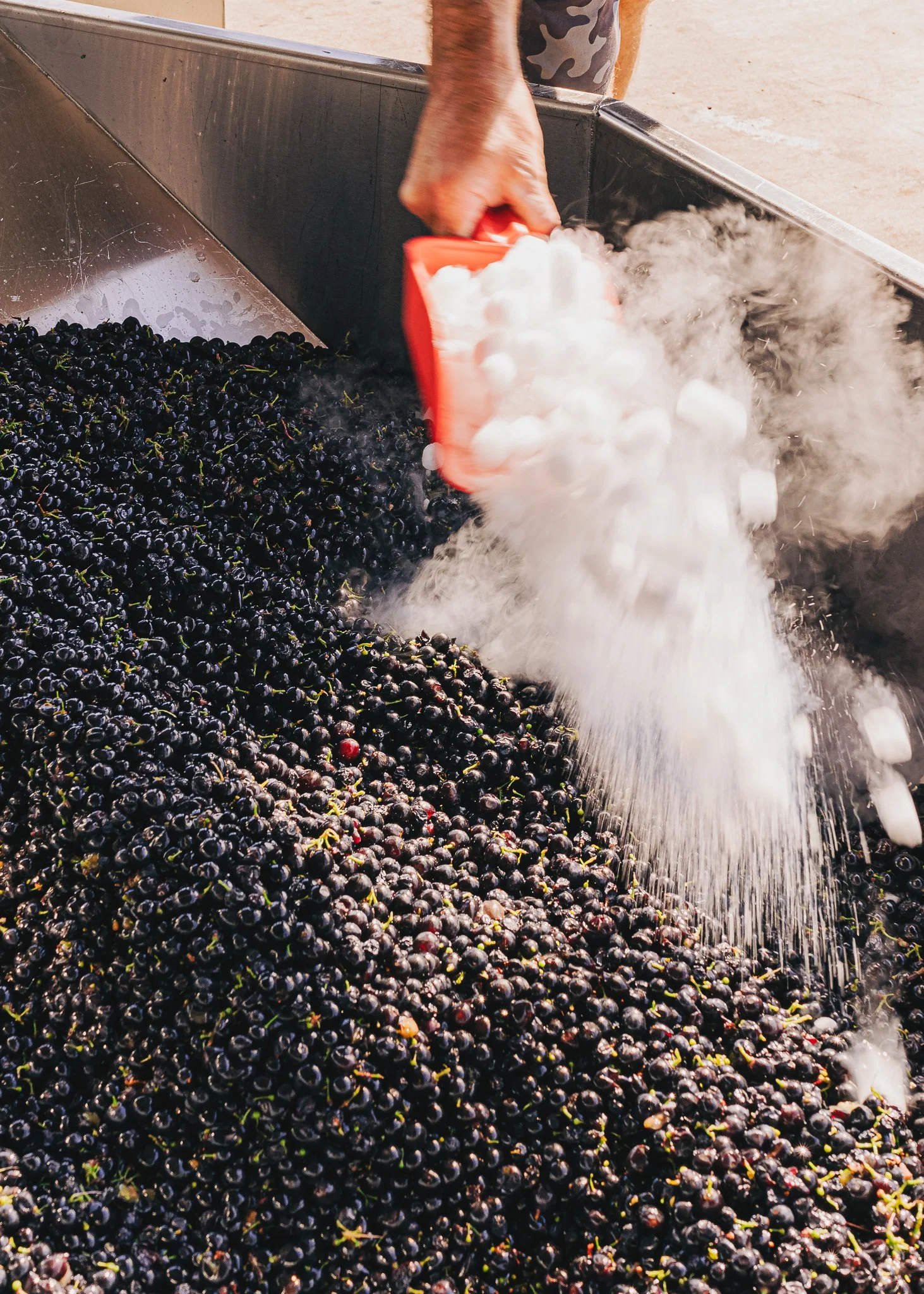 Person placing ice into a large pile of black grapes, likely during grape harvesting or processing.