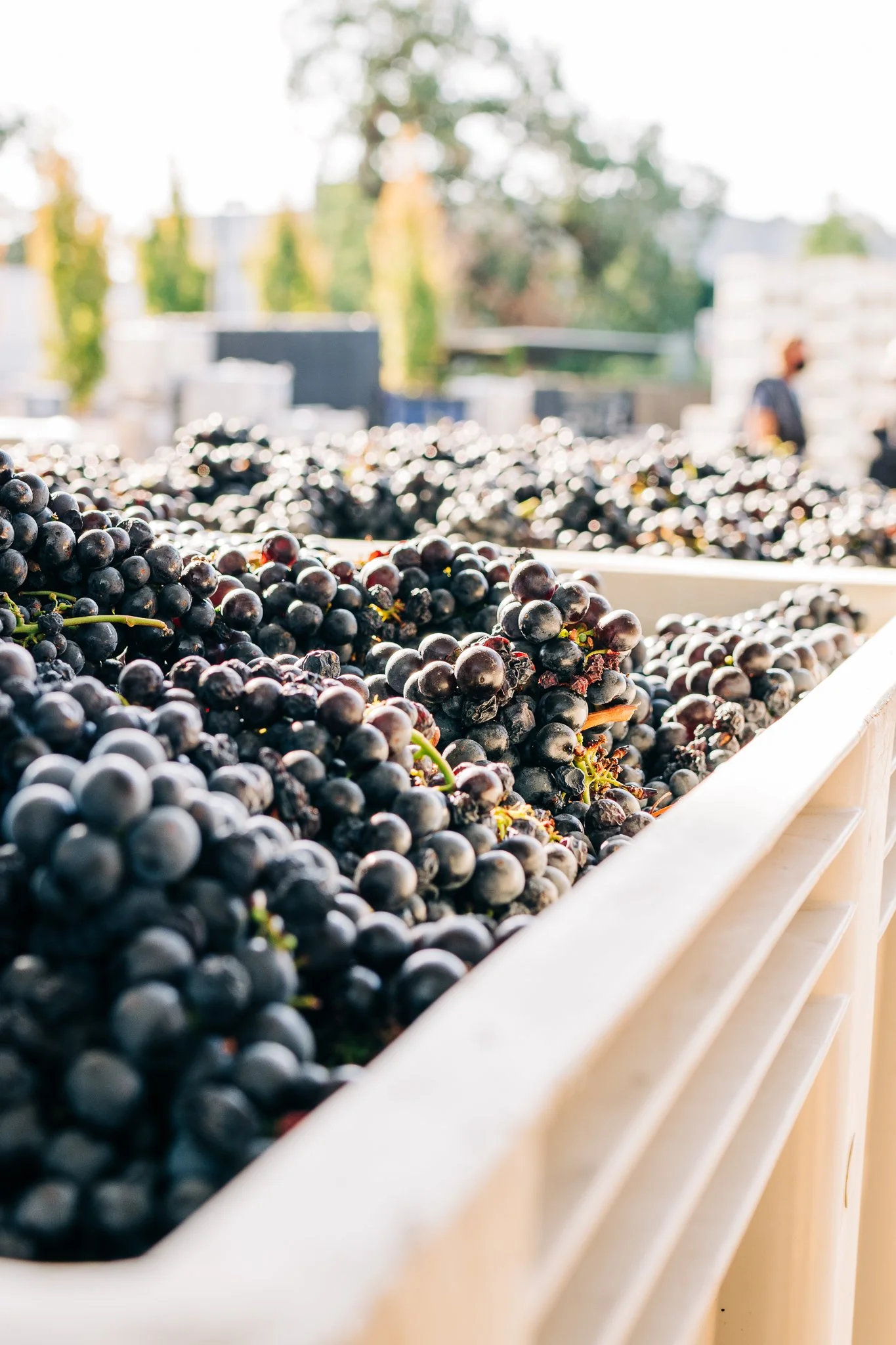 Baskets filled with harvested grapes at a vineyard or winery during daytime.