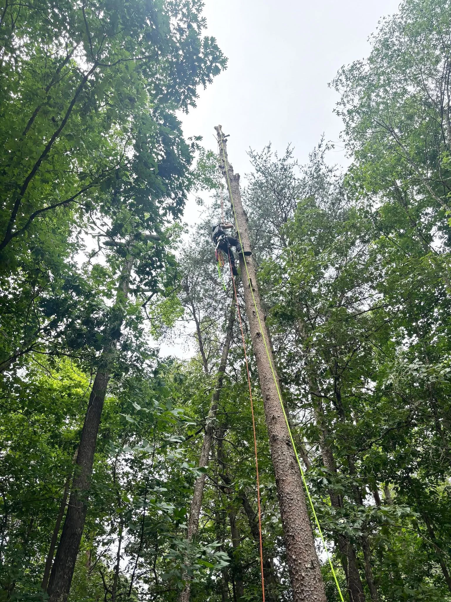 web-pic-6-worker-in-tree-wheeler-tree-co.jpg