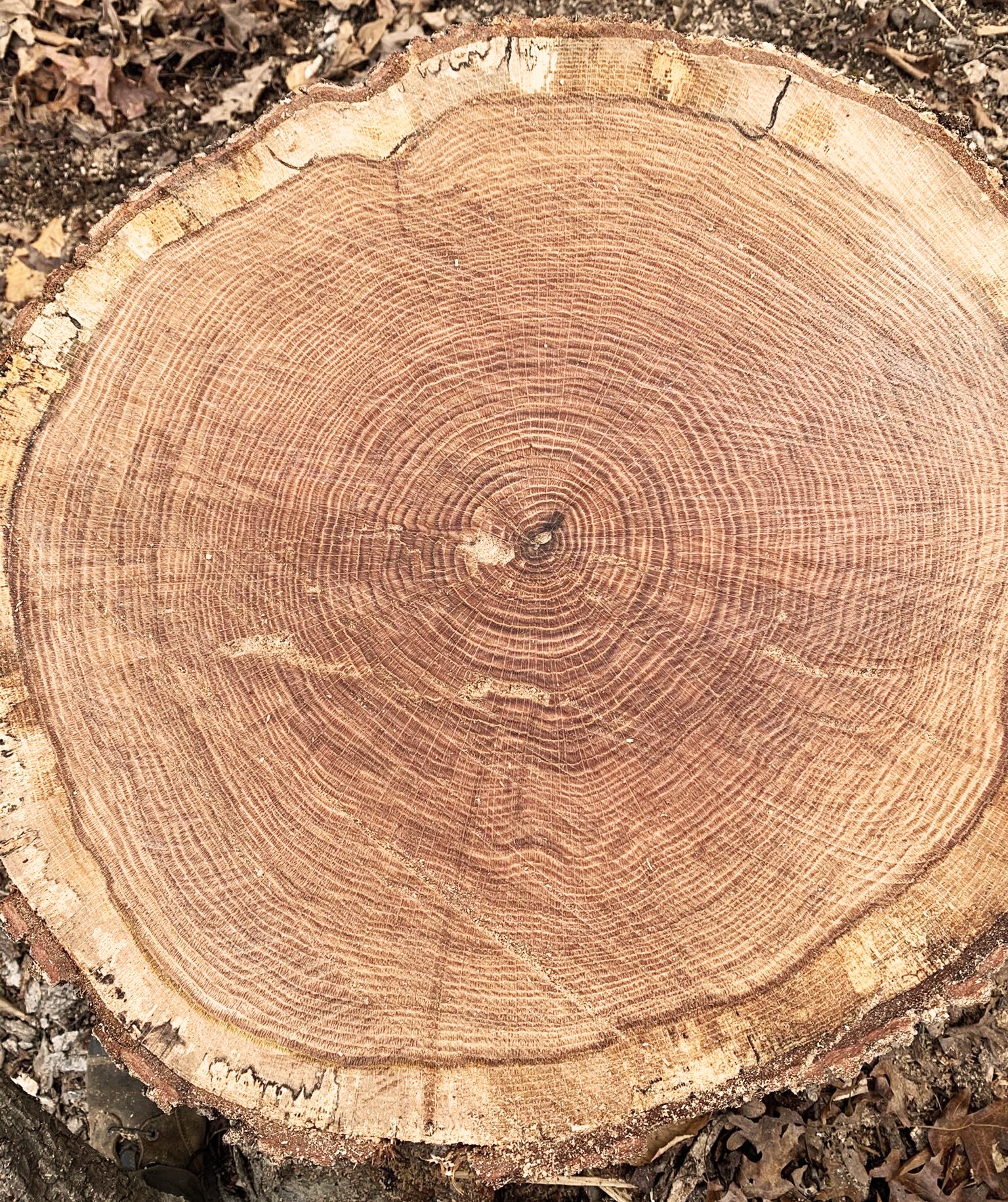 web-pic-1-tree-ring-from-wheeler-tree-co.jpg