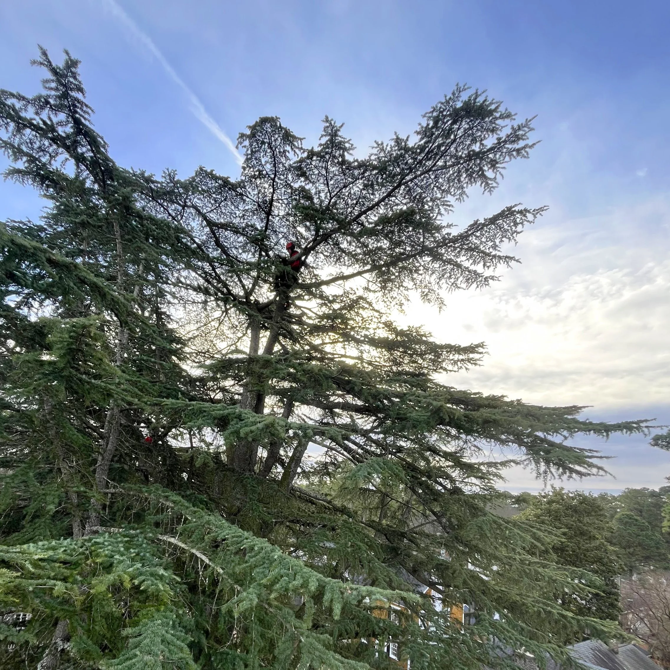 A skyline image of a worker in the trees.
