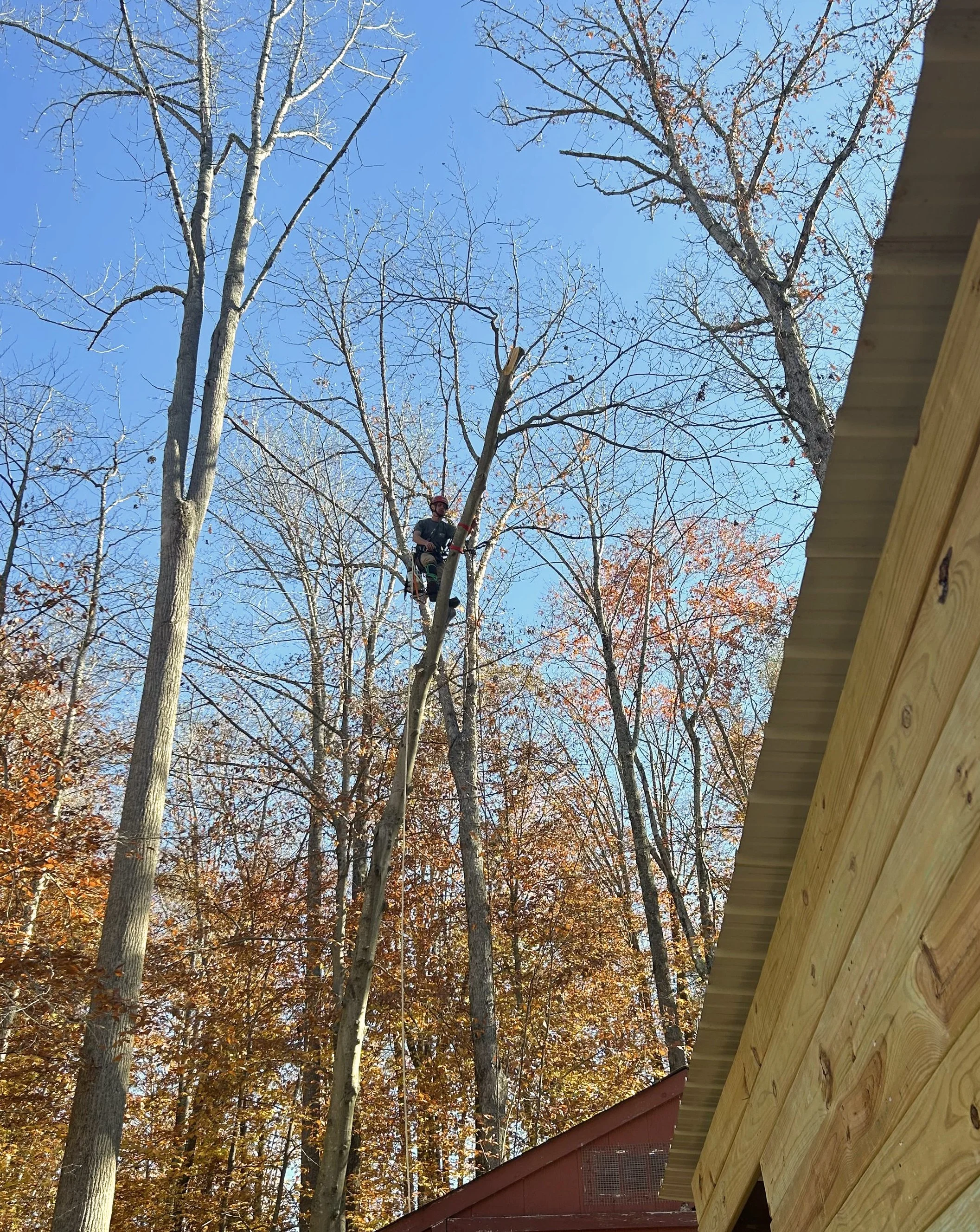 A photo from ground view looking up at a worker in a tree top.