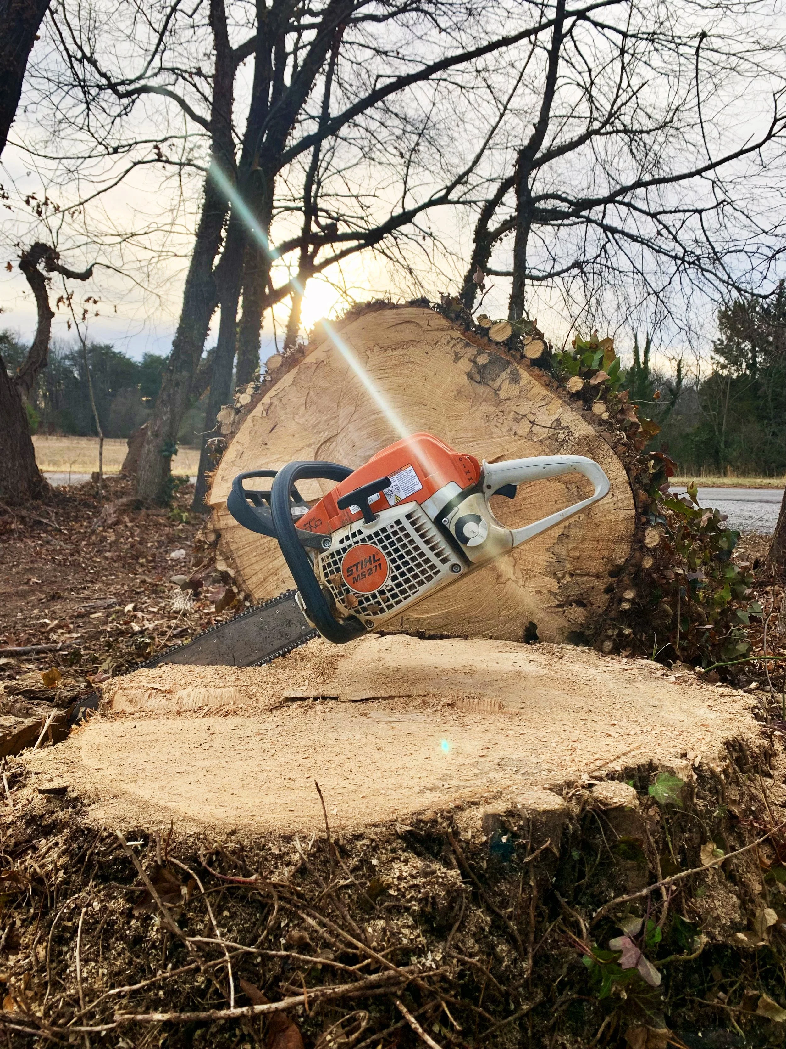A chainsaw staged in a large tree stump.