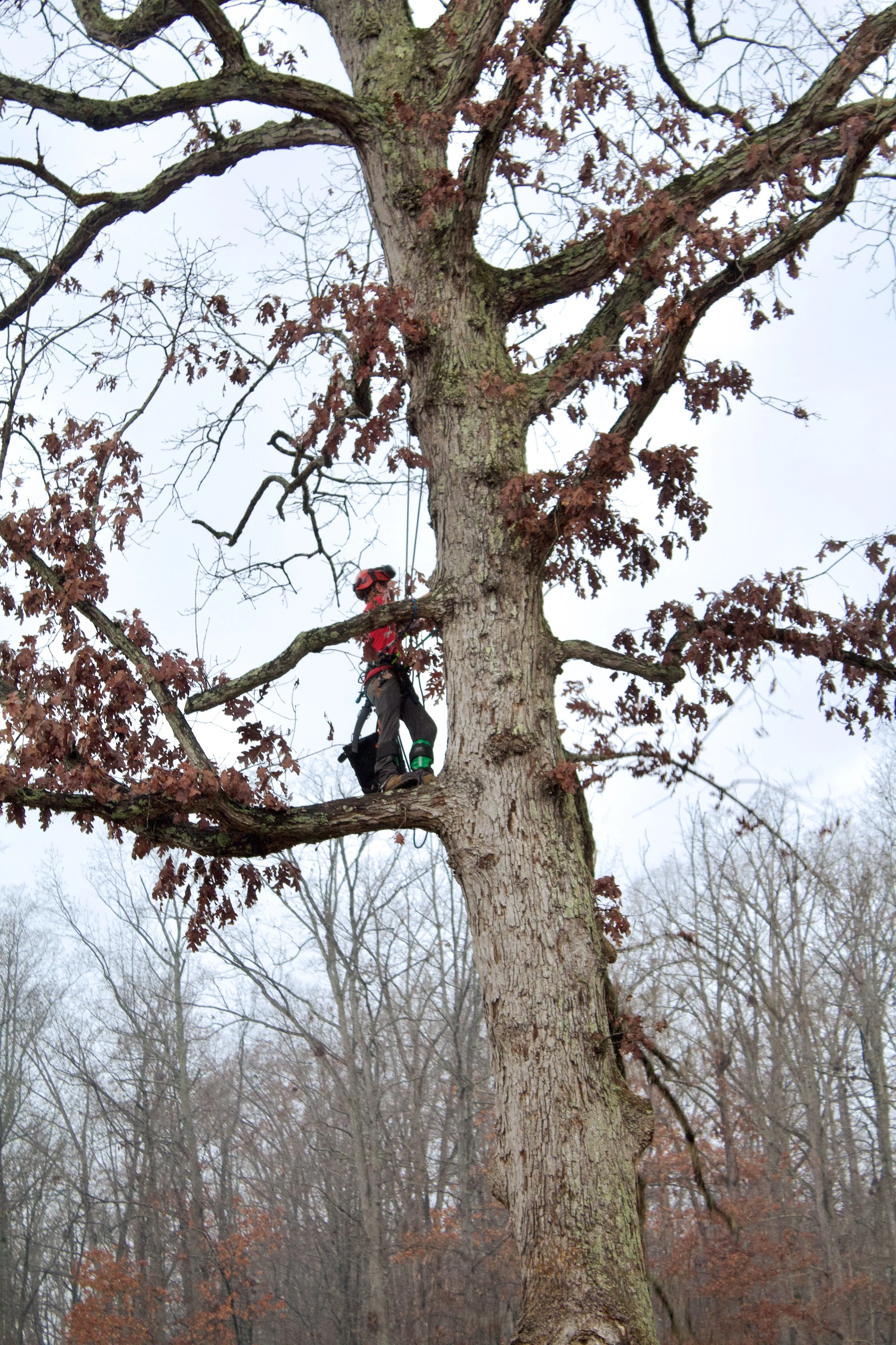 A worker in the tree trimming branches.