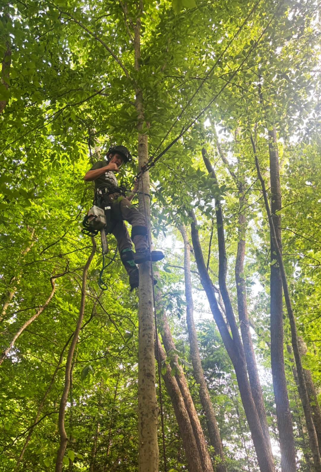 web-pic-3-worker-in-tree-wheeler-tree-co.jpg
