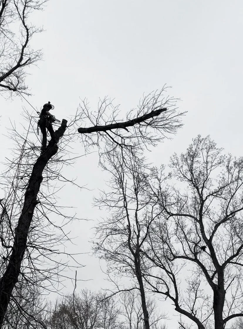 Black and white photo of a worker cutting off the top of a tree.