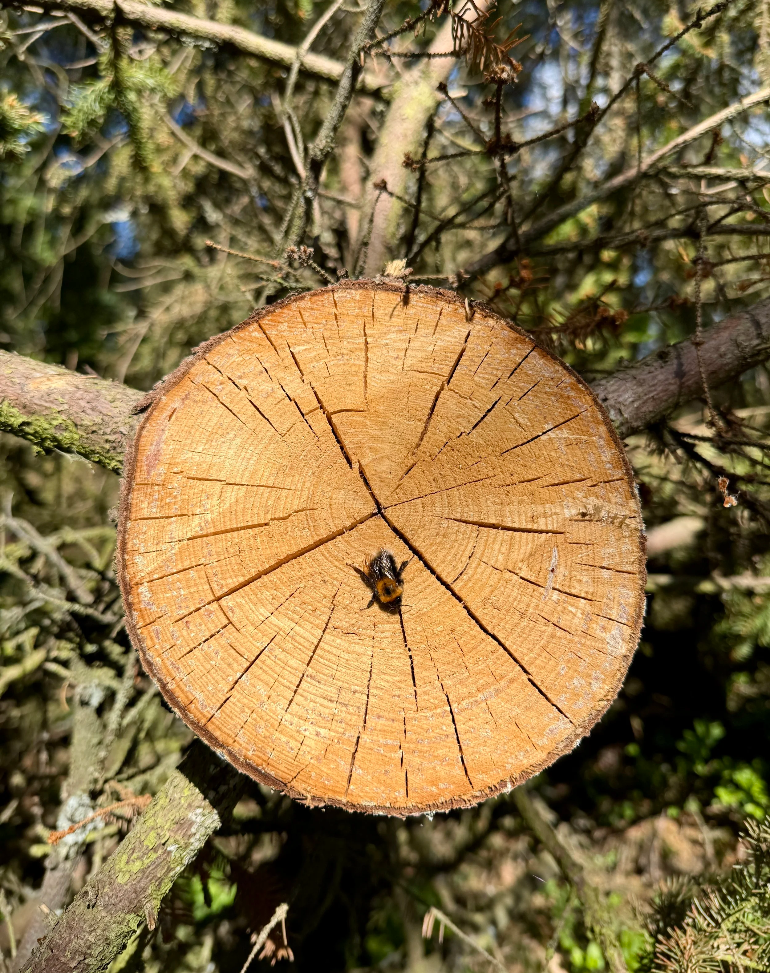 ein liten kvardagshelt 