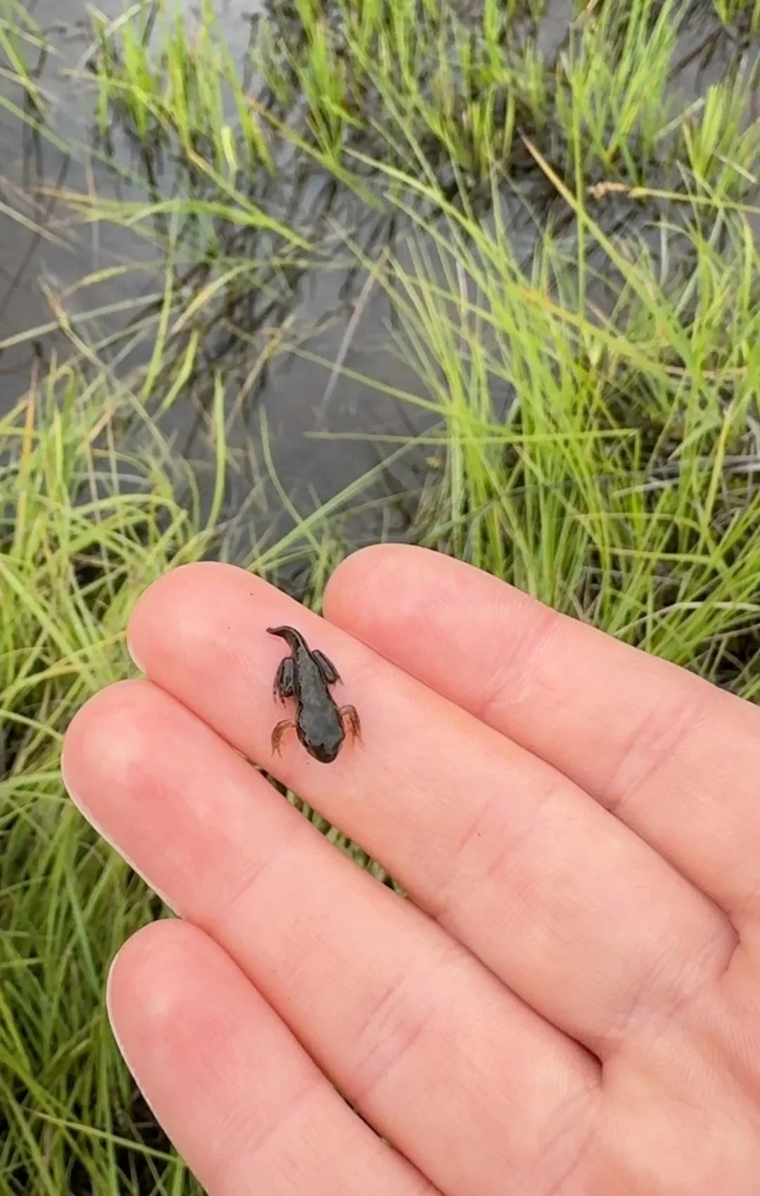🐸 møtte på ein liten skapning 