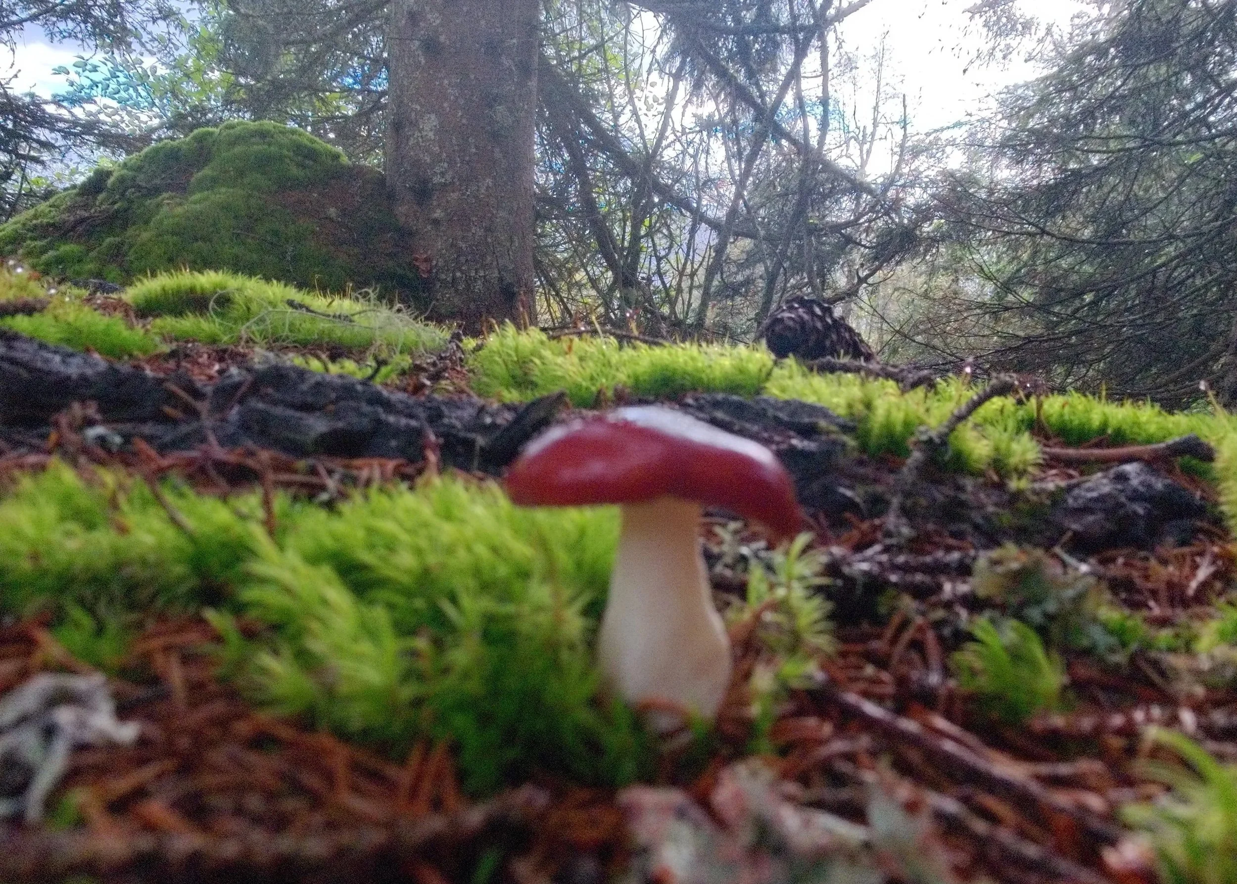 fascinert av sopp 🍄🍄‍🟫  