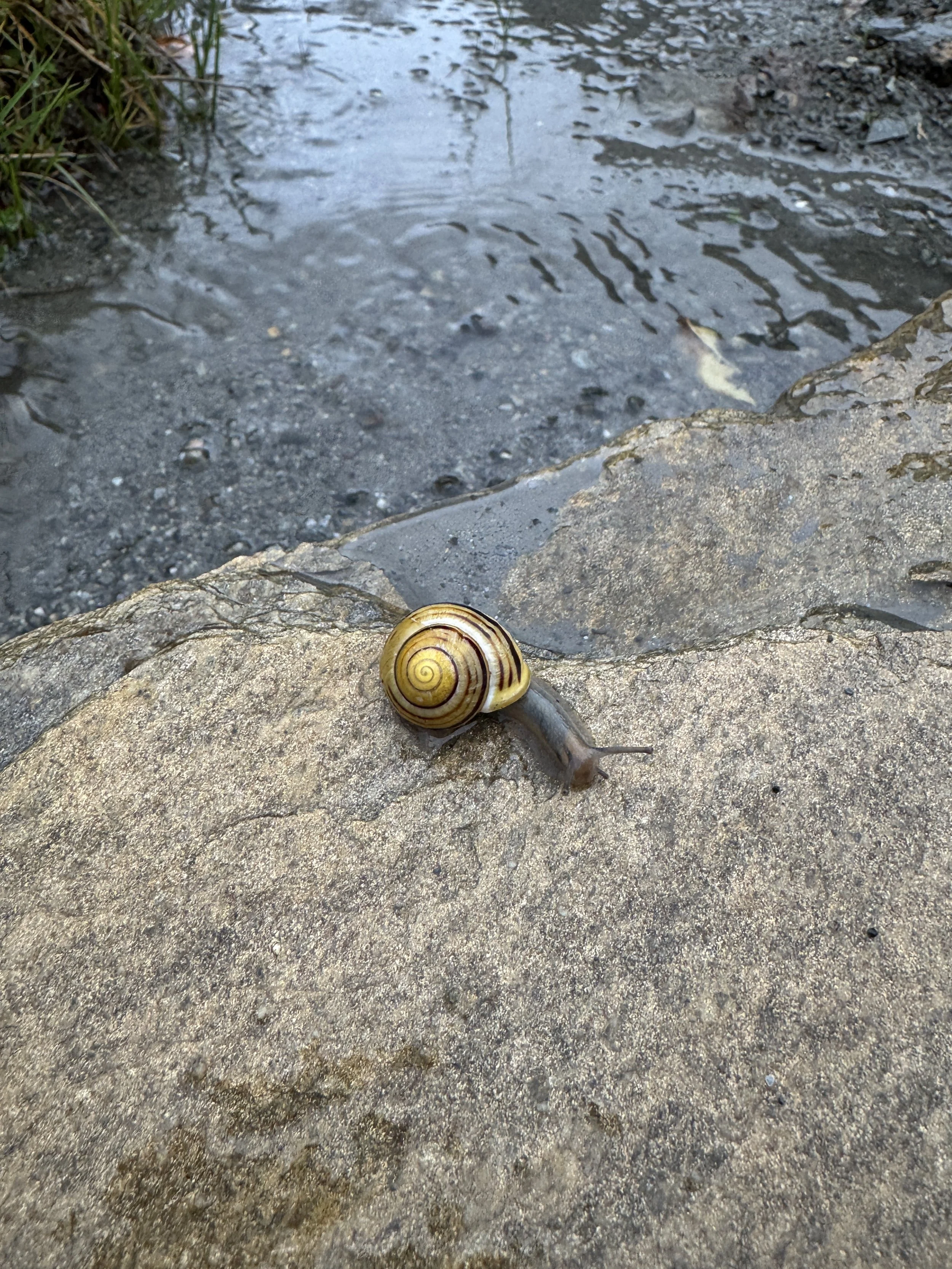 🐌 