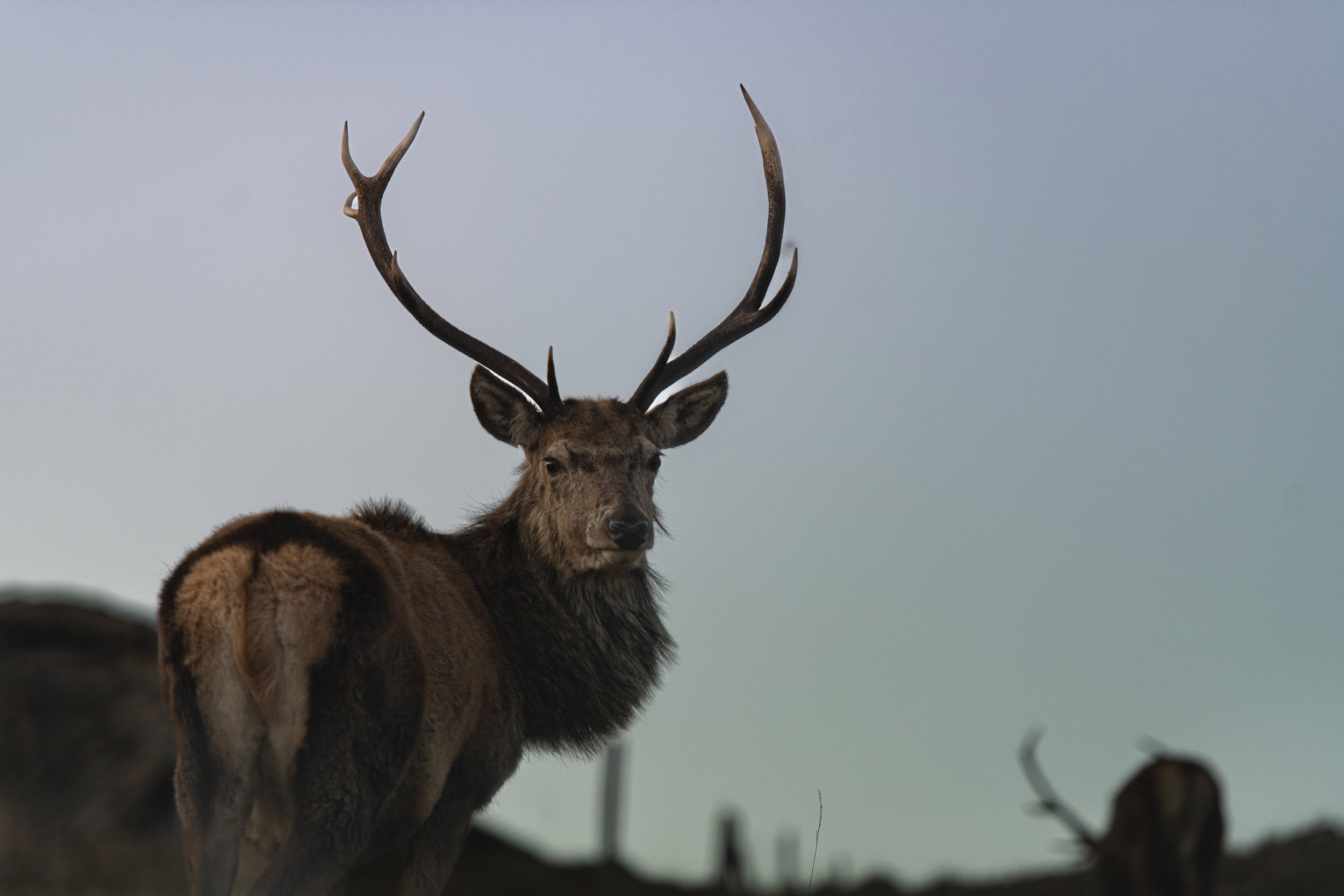 17LVL Pete Scullion.jpg