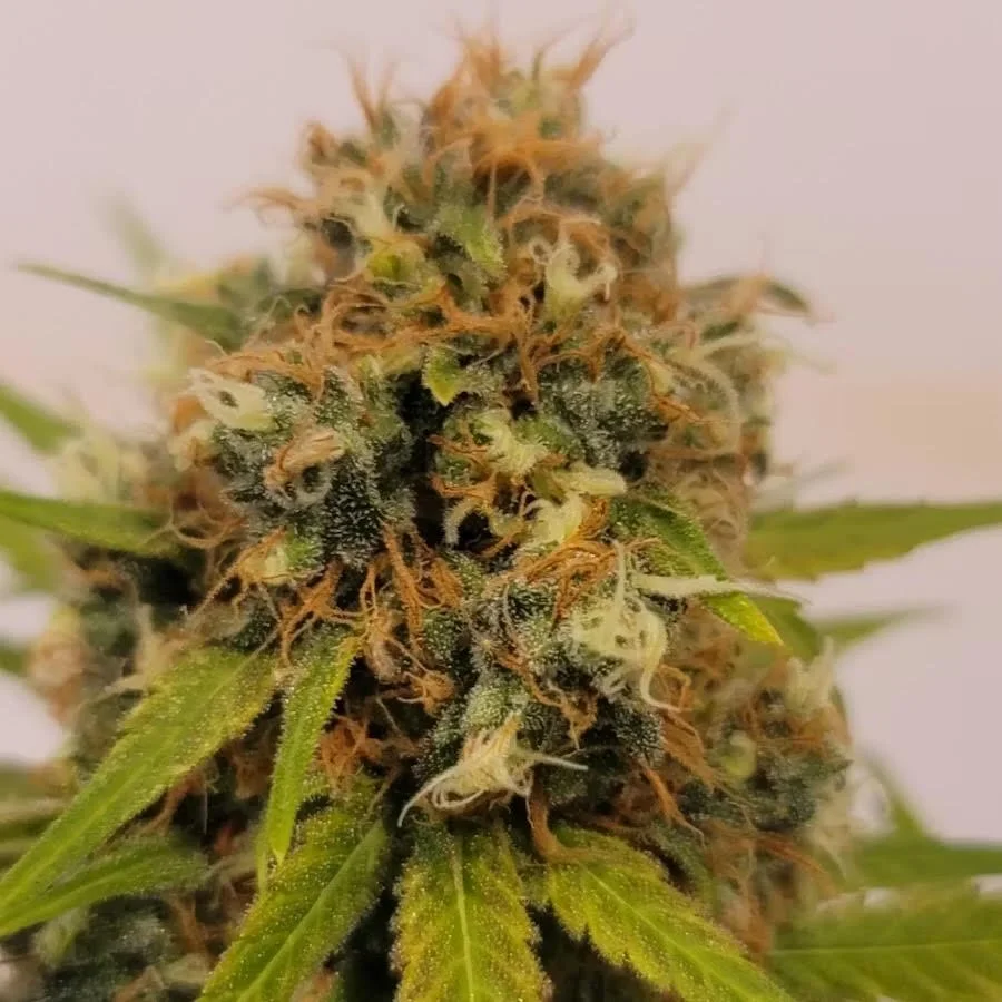 Cherry Pie