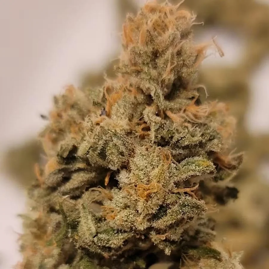 Blackberry Kush
