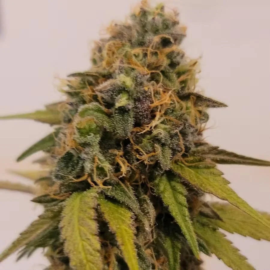 Purple Kush