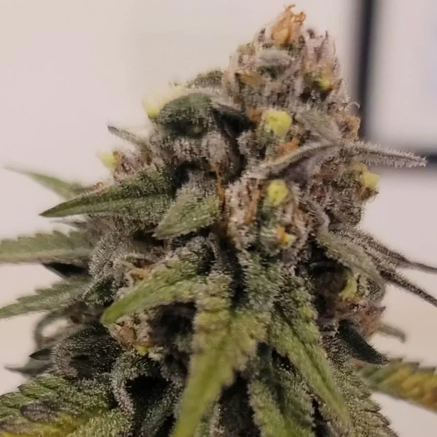 Durban Poison — Sticky Diamond
