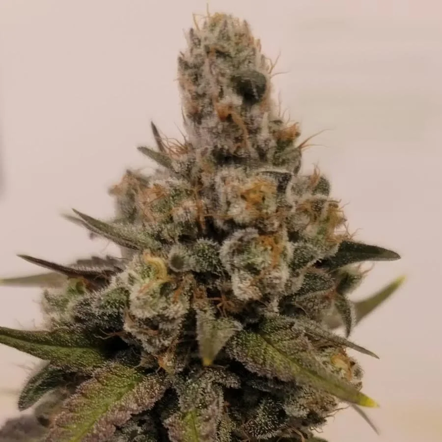 Peanut Butter Breath