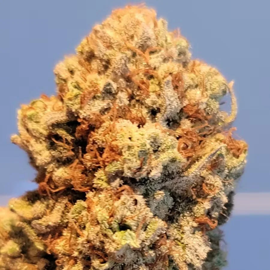 Blueberry Bubblegum
