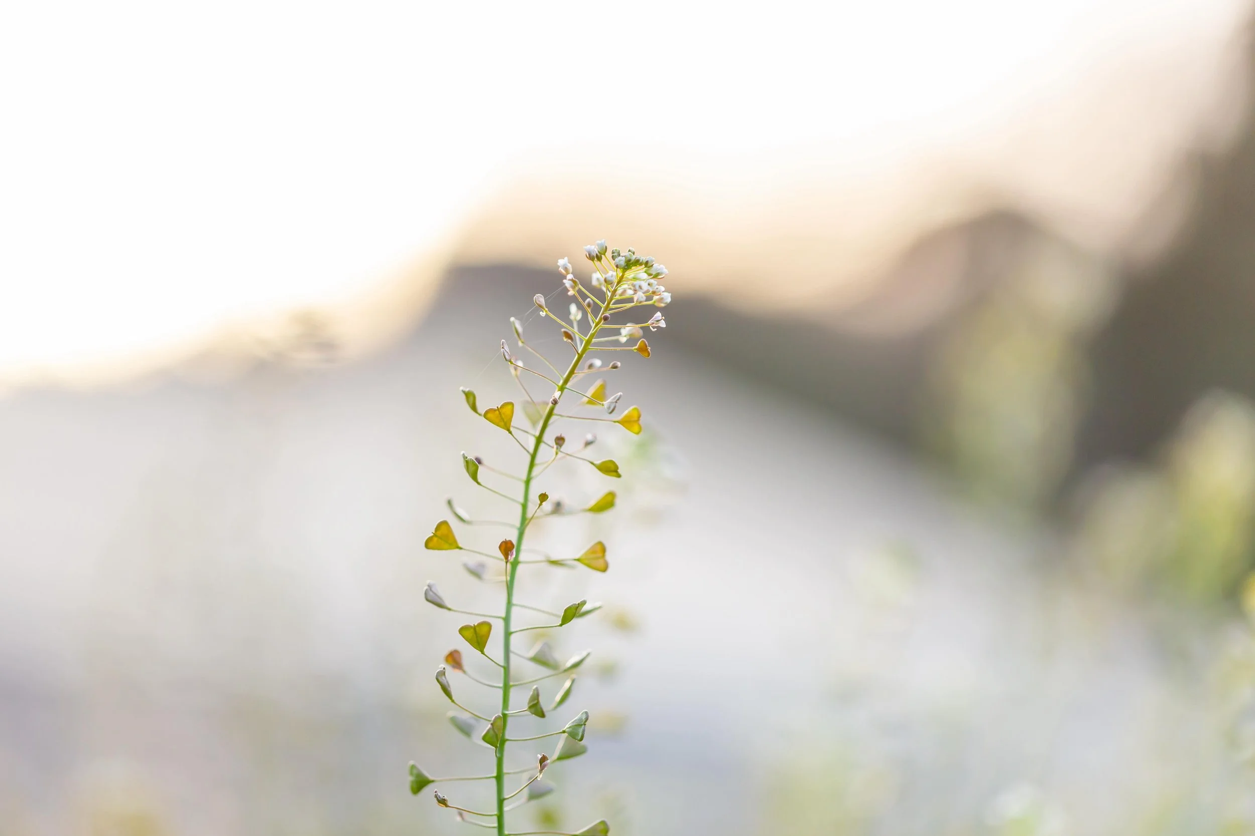 Eine einzelne grüne Staude mit kleinen weißen Blüten und gelben, herzförmigen Blättern, unscharfer Hintergrund, sanftes Licht
