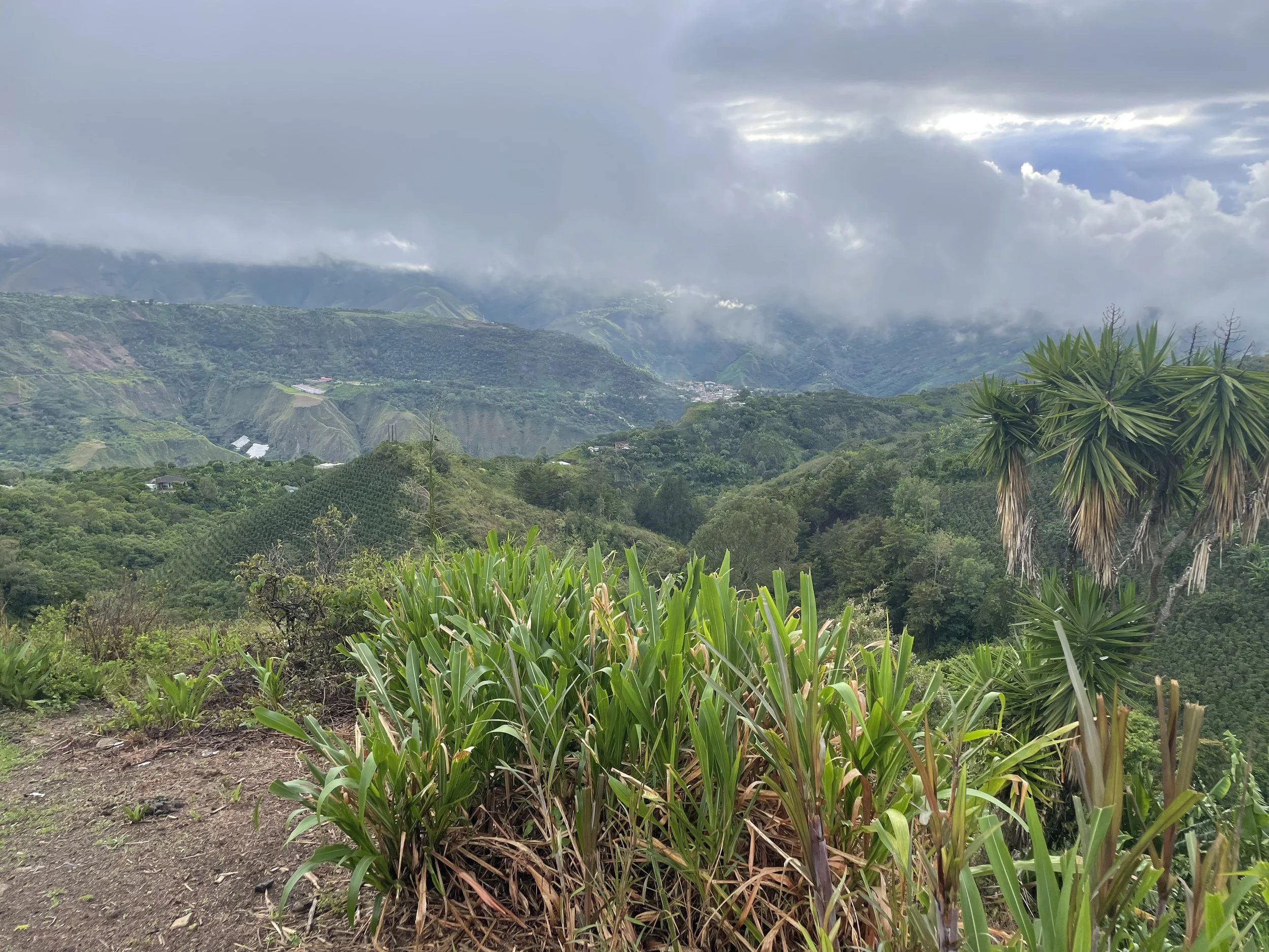 Lush green mountains and hills with cloudy sky, foreground includes tall grass and tropical plants.