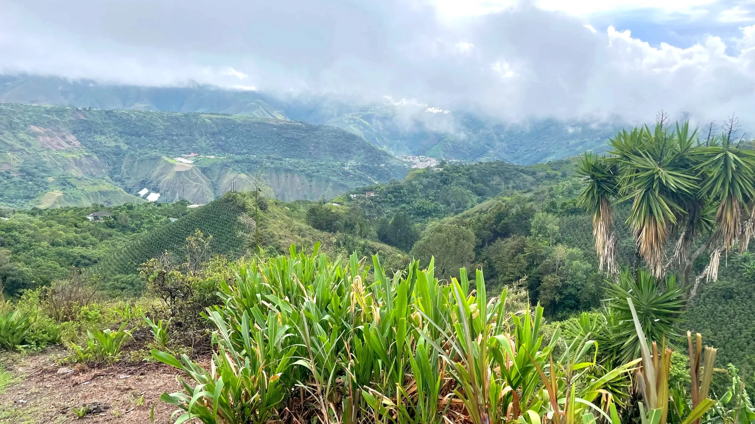 Lush green hillside with various trees and plants, overlooking a valley with distant mountains under cloudy sky.