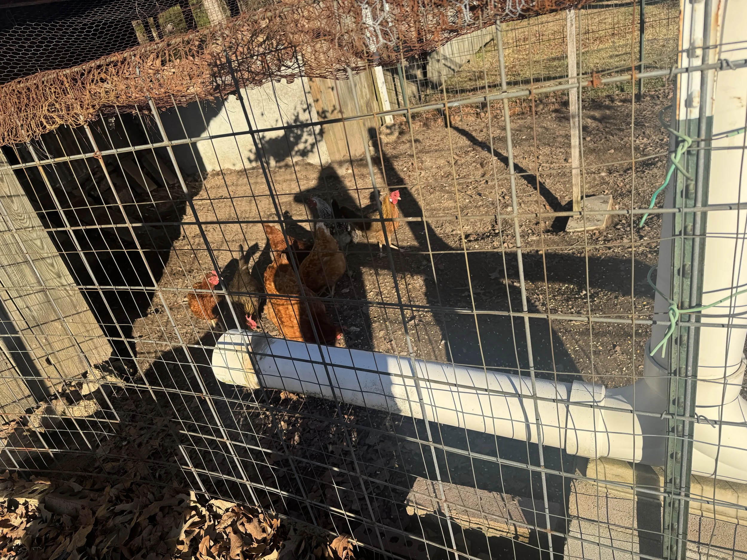 Clean the nasty chicken coop with dad