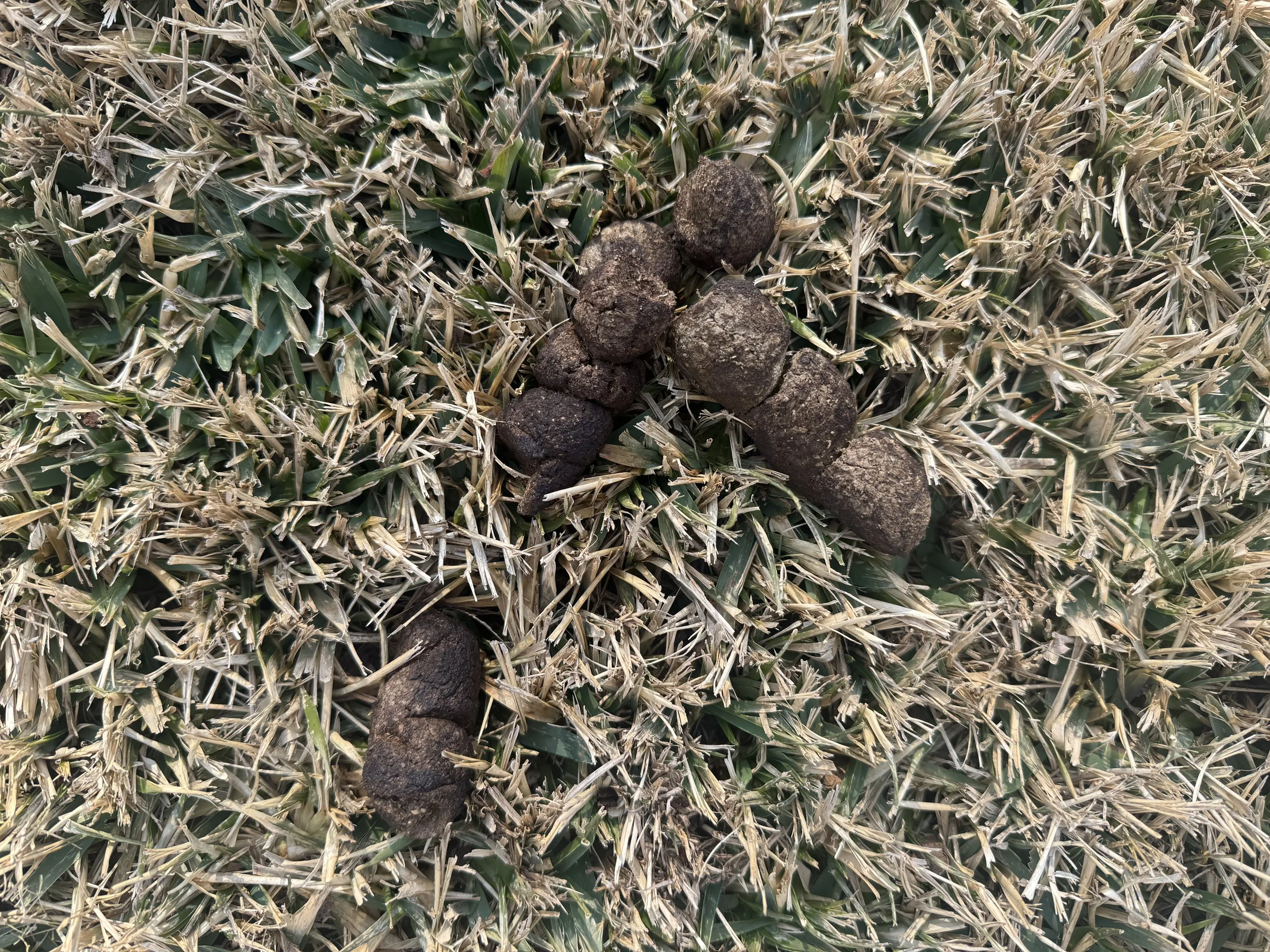 Pick up dog poop for month