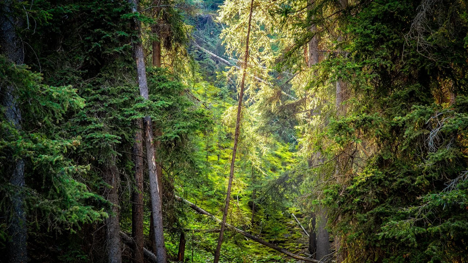 Nature and Landscapes-11.jpg