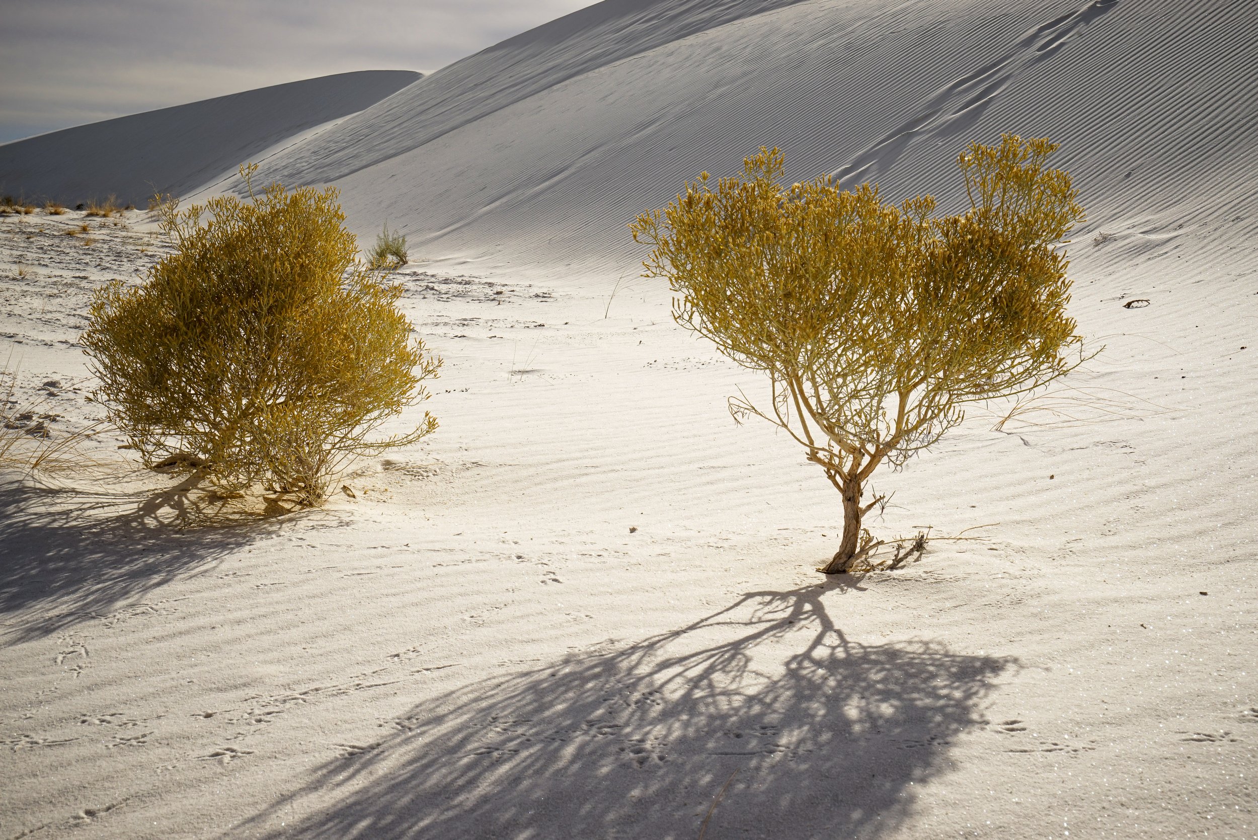 Across White Sands 4 (1 of 1)-2.jpg