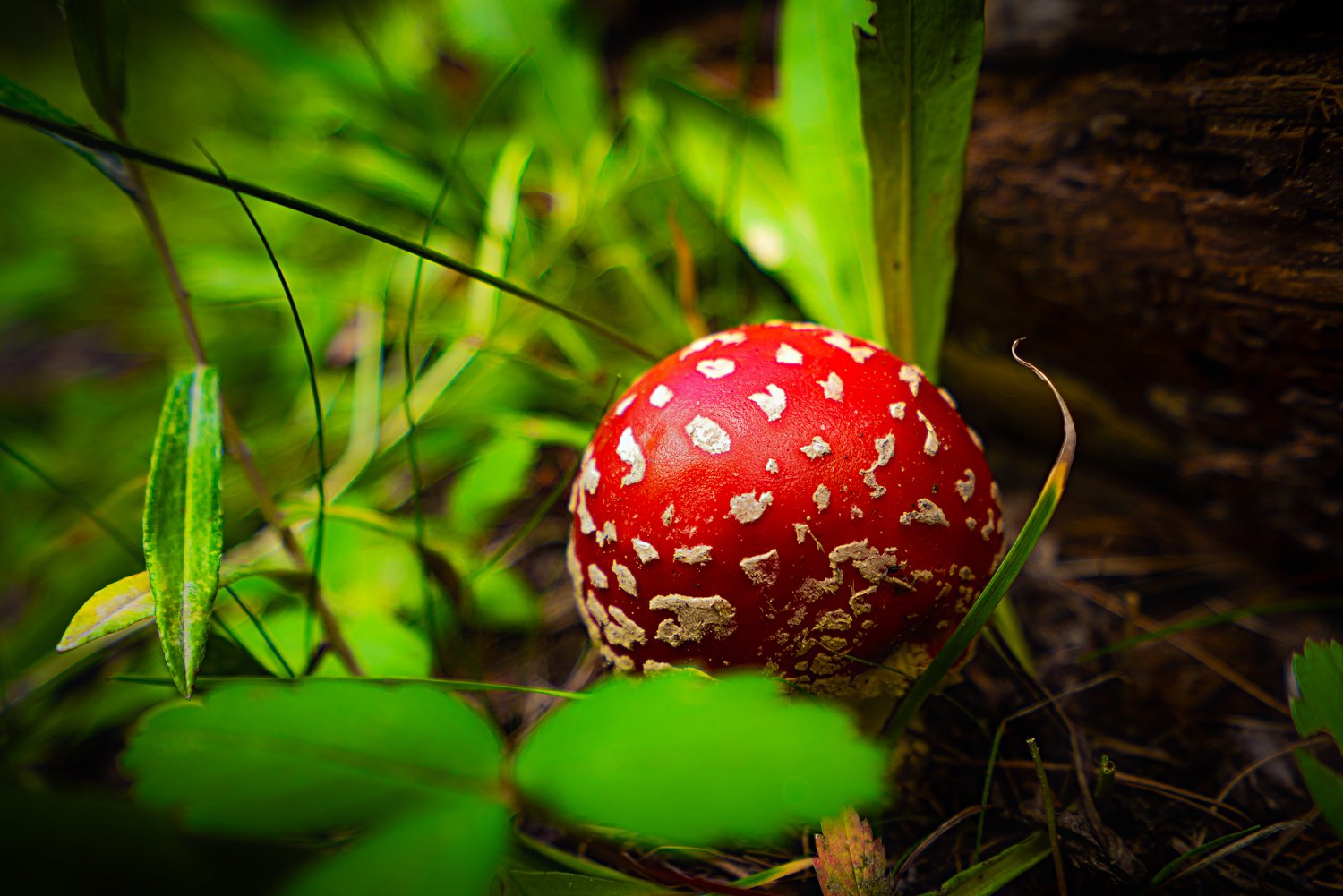 Nature and Landscapes-3.jpg