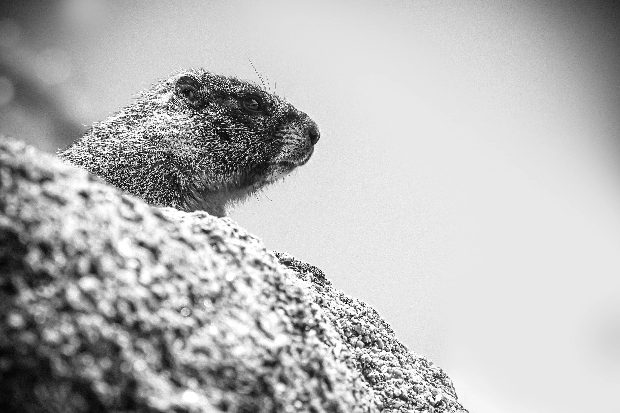 Ghosts of Mount Blue Sky-3-2.jpg