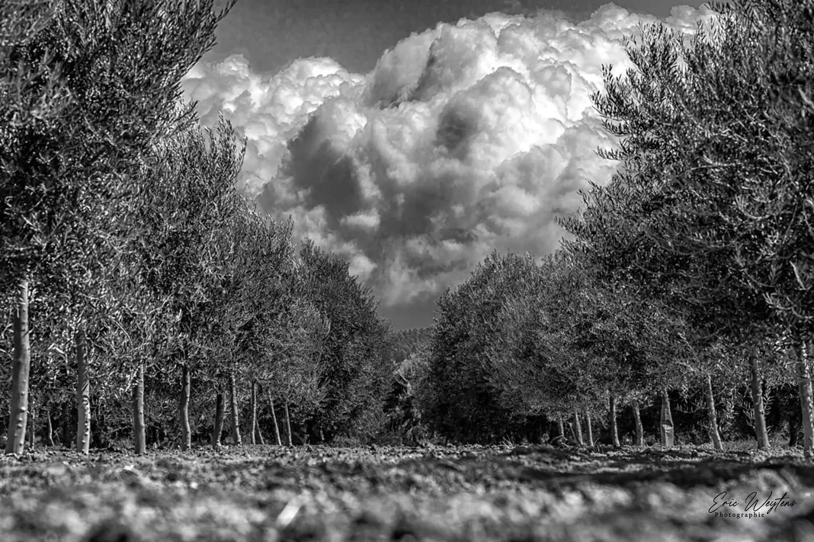 Une allée d'arbres au sol couverte de poussière ou de terre, sous un ciel orageux avec de gros nuages