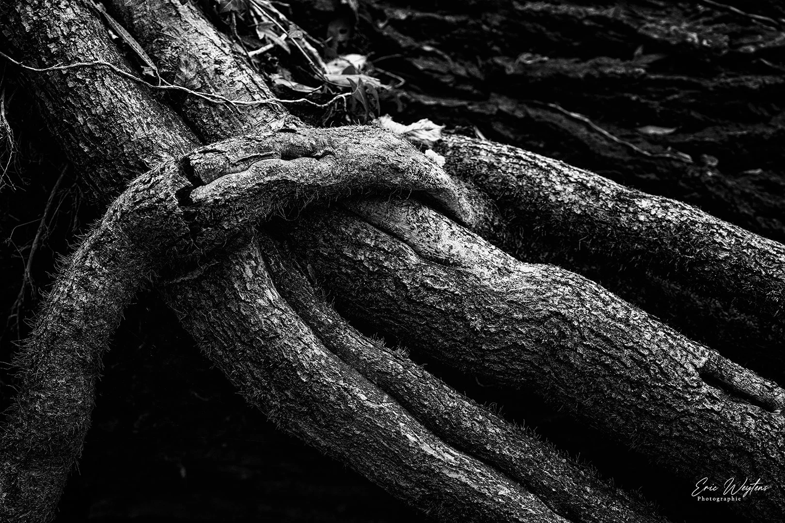Racines d'arbre enchevêtrées, en noir et blanc.