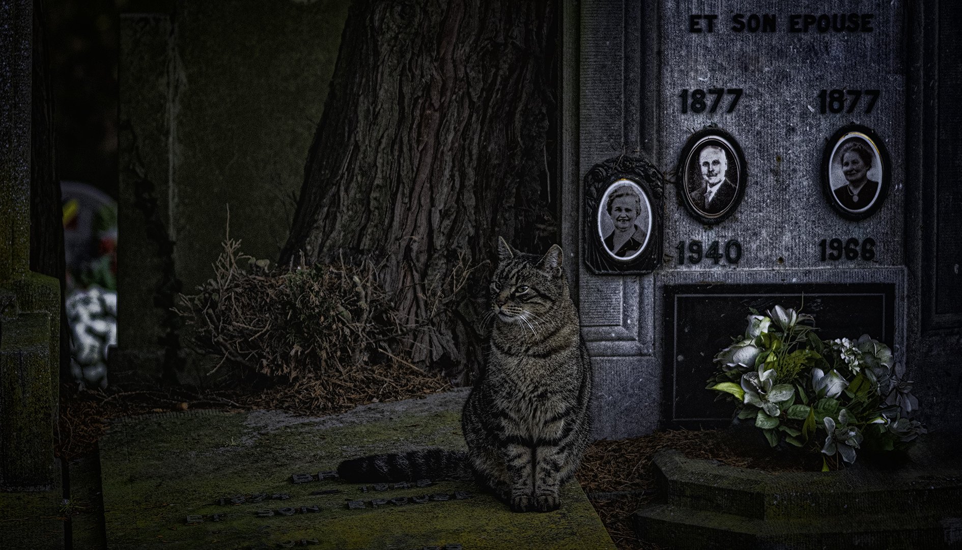 Un chat assis près d'un monument funéraire avec des photos de personnes et des dates, entouré de fleurs et de végétation, dans un cimetière.