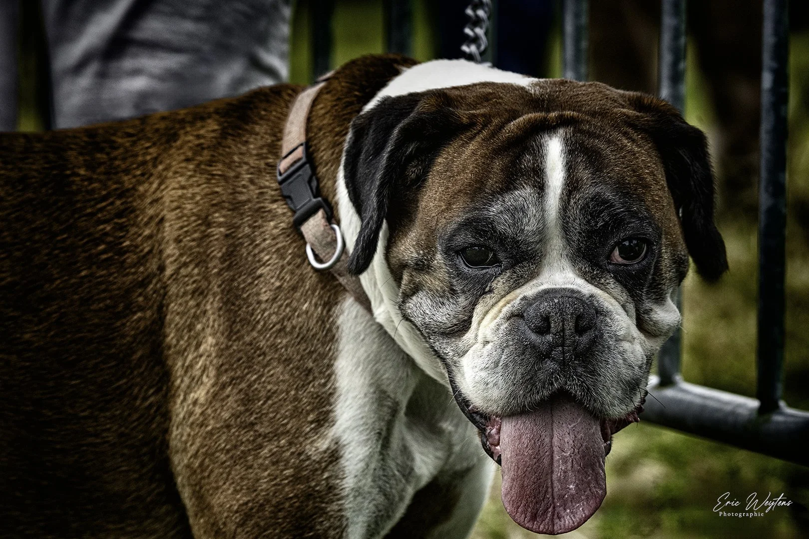 Un bulldog anglais marron et blanc avec une langue pendante, près d'une barrière en métal, en extérieur.