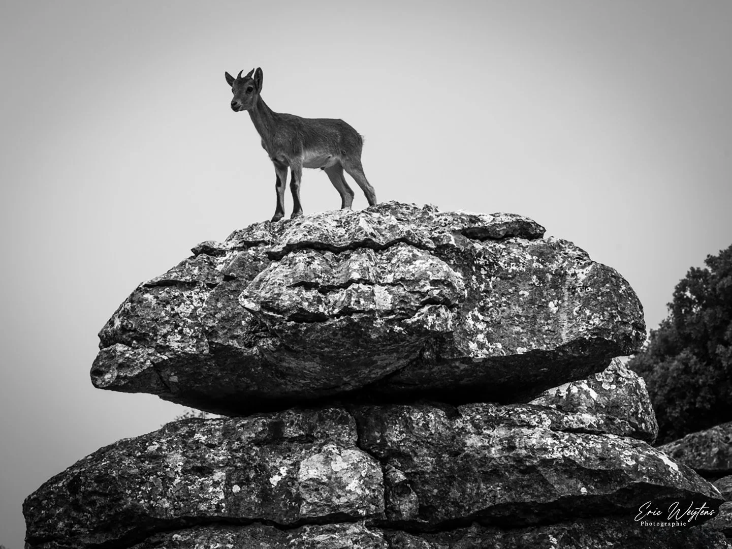 Un isard se tient sur une grande roche en équilibre, dans un paysage naturel. La photo est en noir et blanc.
