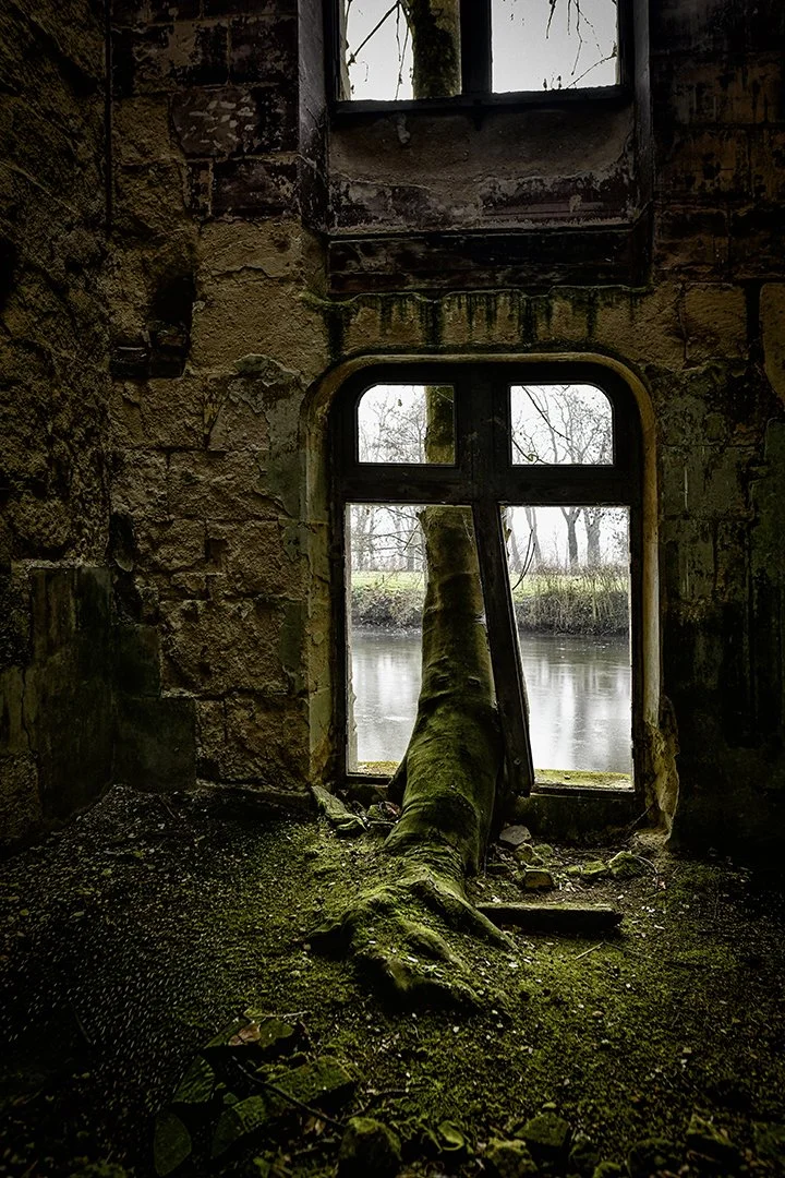 Une forêt pousse à travers une fenêtre d'une vieille bâtisse abandonnée, avec des arbres visibles au-delà du bâtiment.