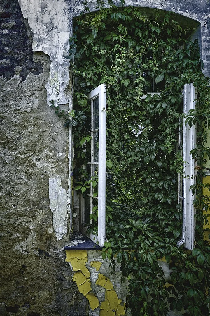Fenêtre ouverte avec des volets blanc, entourée de végétation luxuriante, sur un mur ancien avec peinture écaillée.