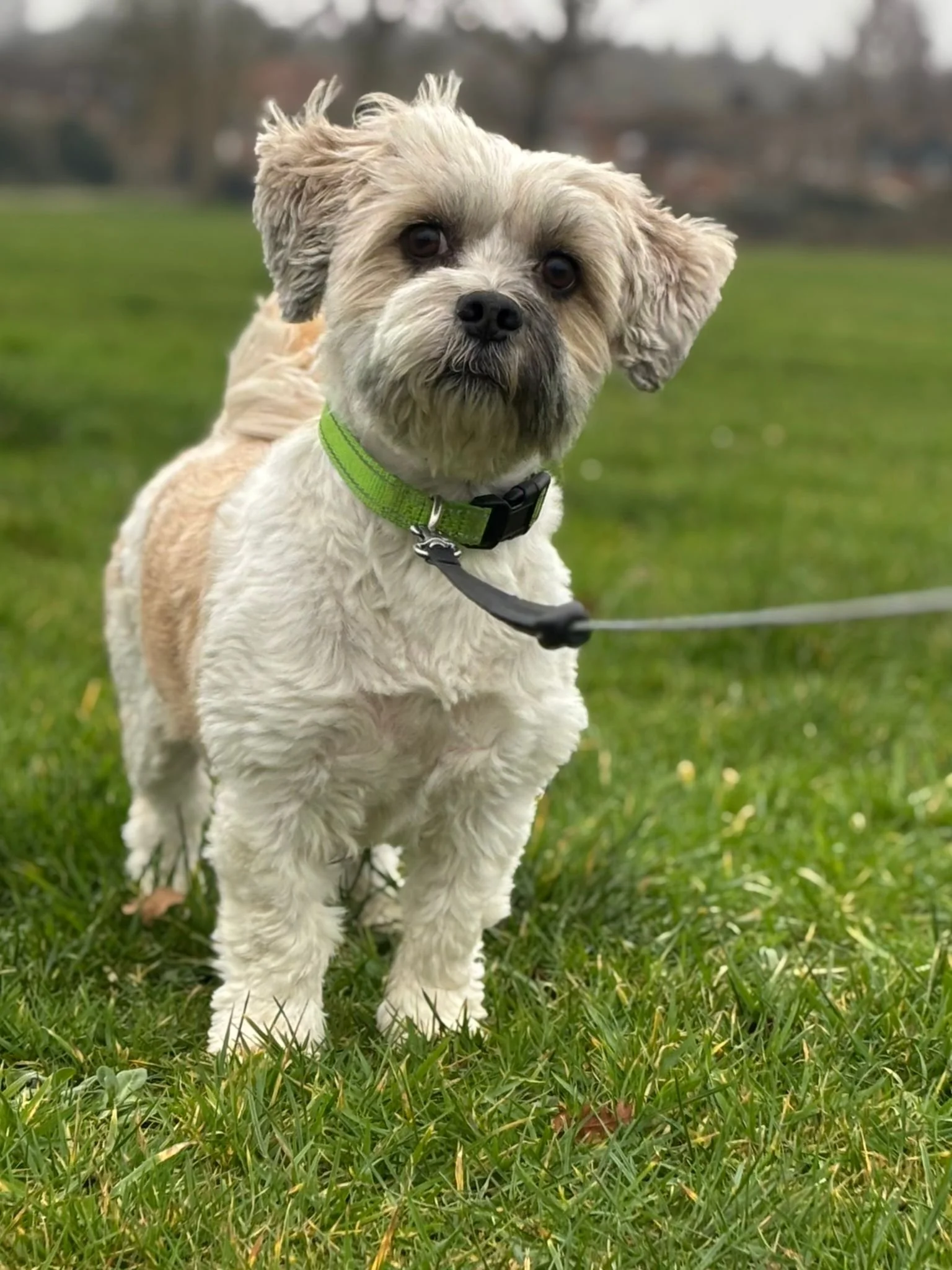 A small, fluffy dog with light brown and white fur standing on a grassy field, looking at the camera. The dog wears a green collar and a leash. The background has trees and a cloudy sky.