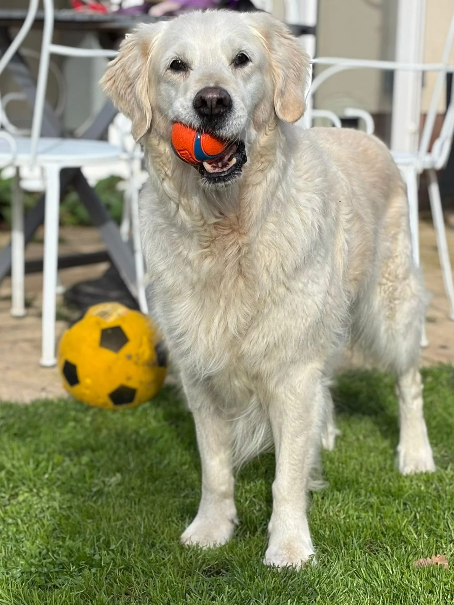 Golden retriever dog holding a small orange ball in its mouth, standing on green grass with a yellow and black soccer ball in the background.