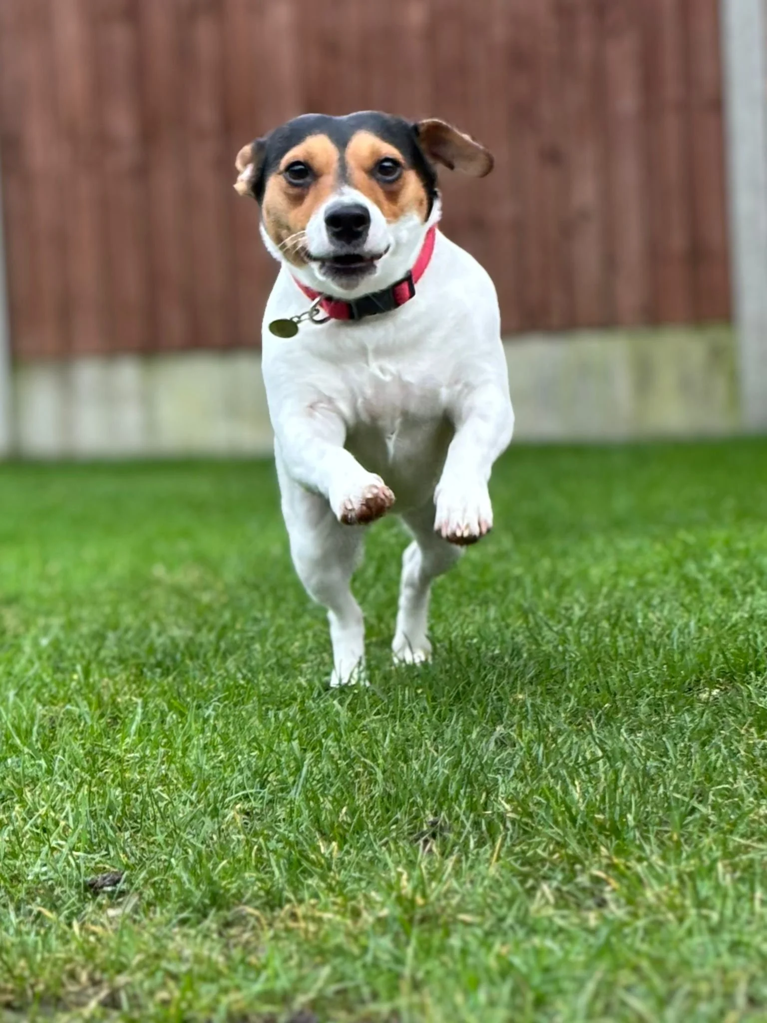 A small dog with a white body and a brown and black face running on a grassy yard.
