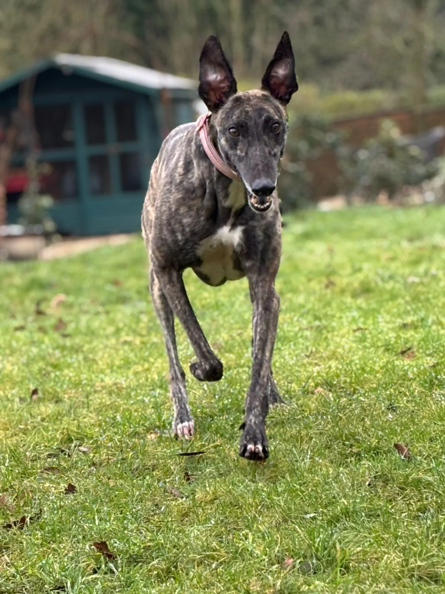 A brindle-colored dog with upright ears running towards the camera on a green lawn.
