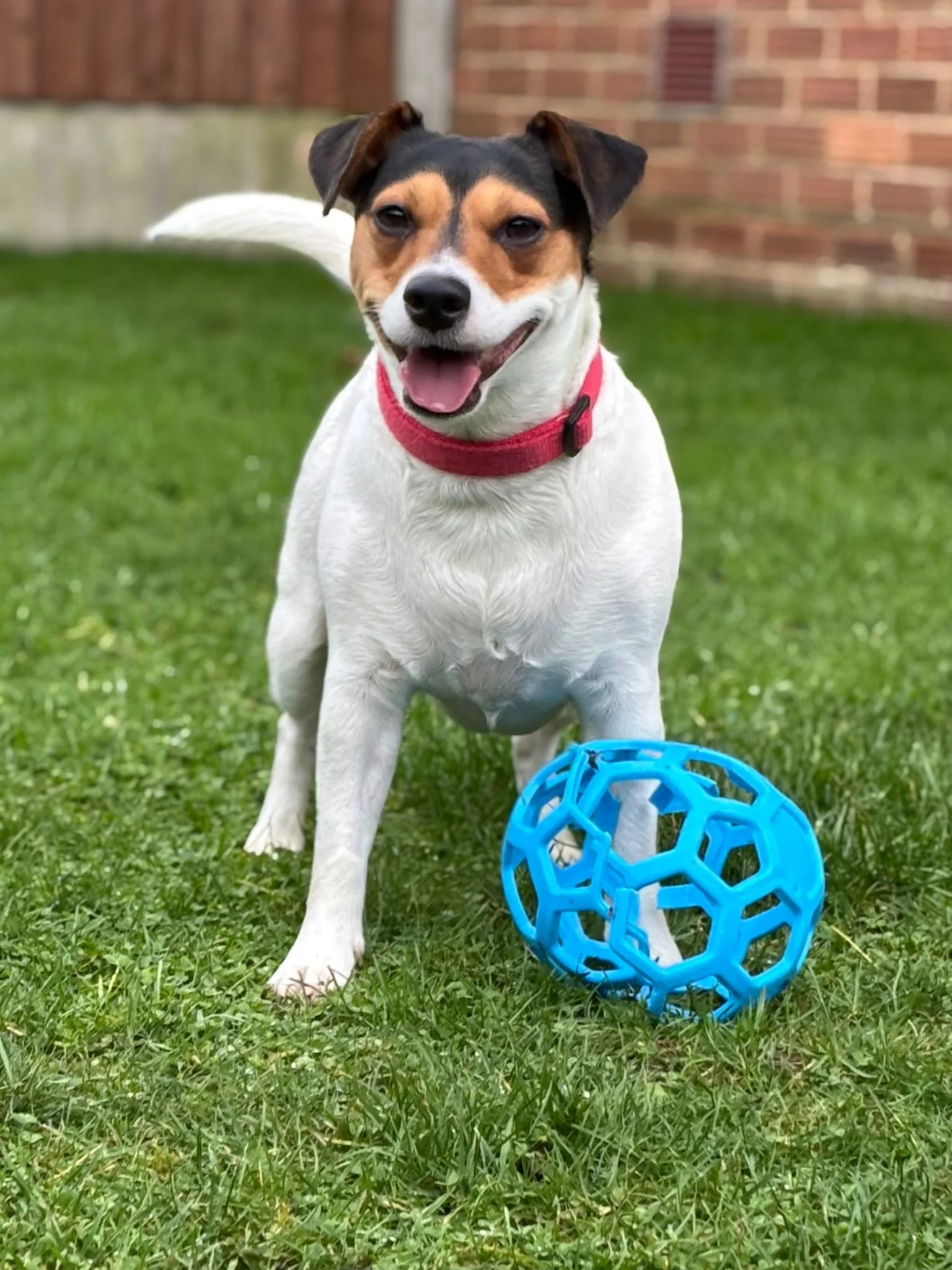 A happy small dog with a red collar standing on grass with a blue plastic ball.