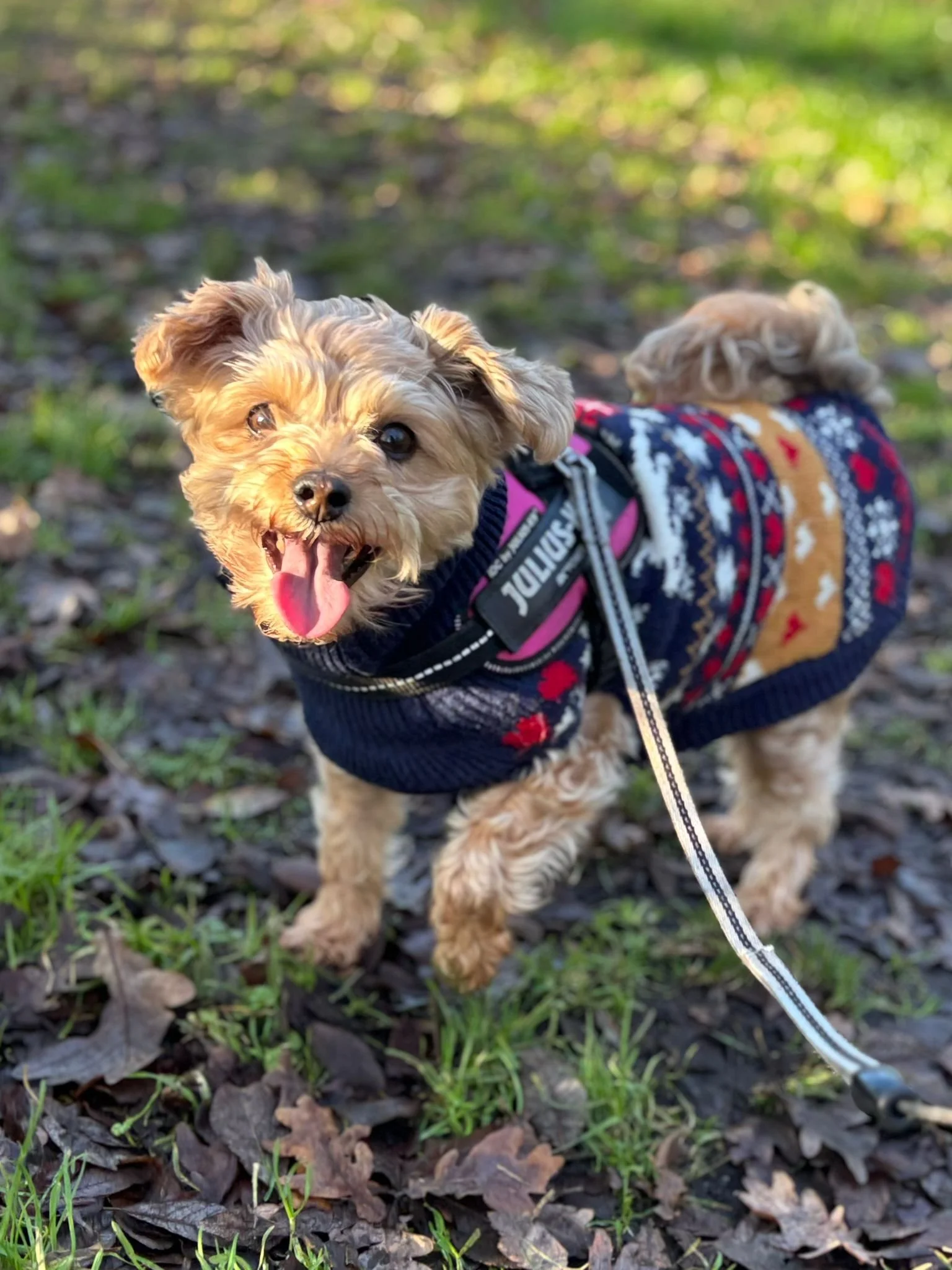 A small, fluffy dog with light brown fur, wearing a navy blue sweater with red and white patterns, standing outdoors on a ground covered with leaves and grass, smiling with its tongue out.