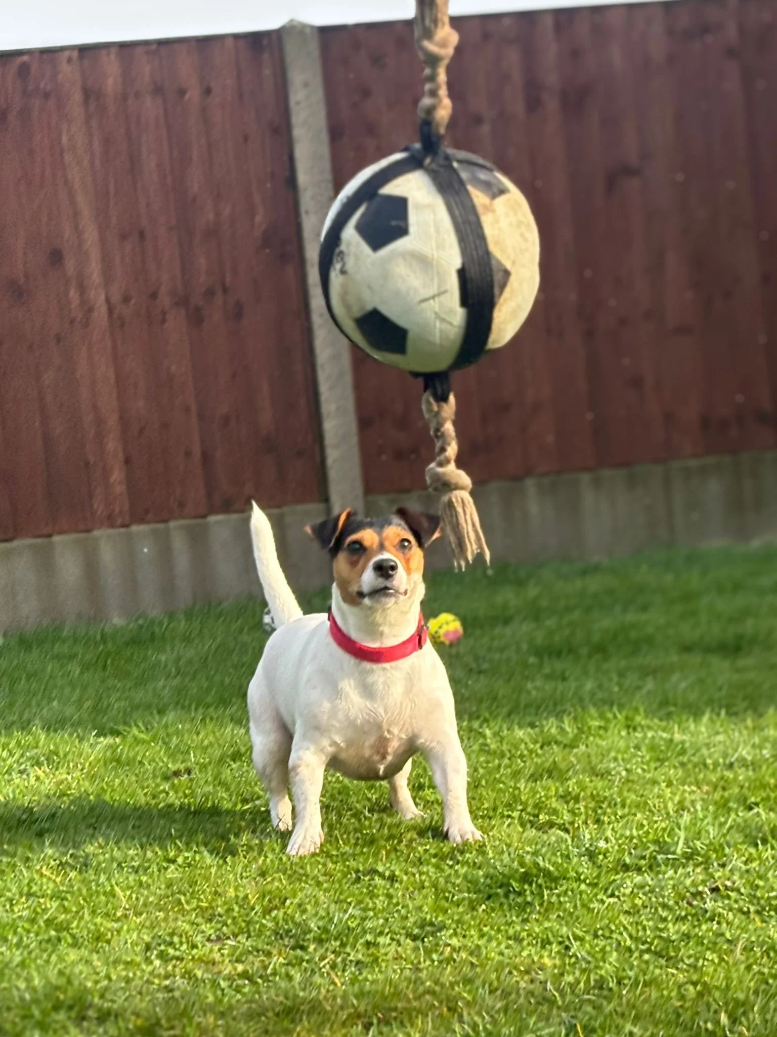 A small dog with a red collar standing on green grass in a backyard, with a soccer ball-shaped dog toy and a smaller ball in the background. A large ball with black and white patches hangs from a rope above.
