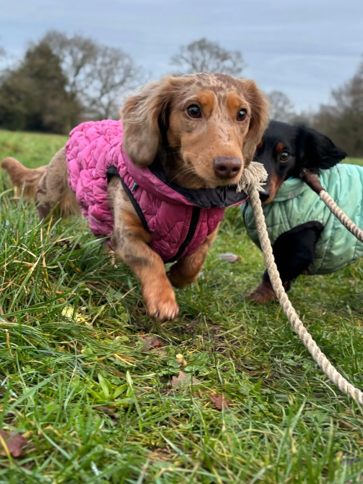 Two dogs running on grass in a park, wearing colorful jackets and holding a rope toy.