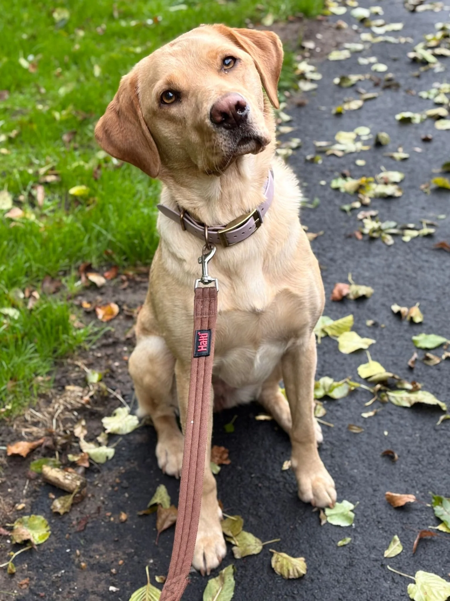 A tan Labrador Retriever sitting on a paved path surrounded by fallen leaves, looking at the camera with a tilted head.