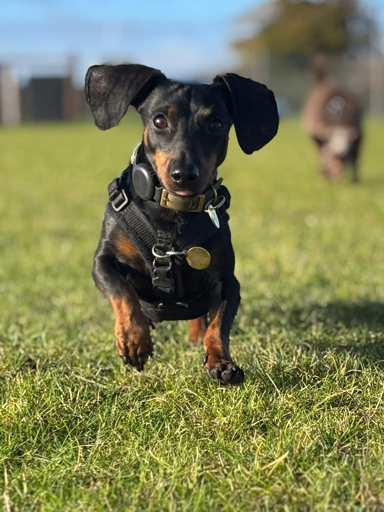 A black and tan Dachshund puppy running on grass with a person blurred in the background.