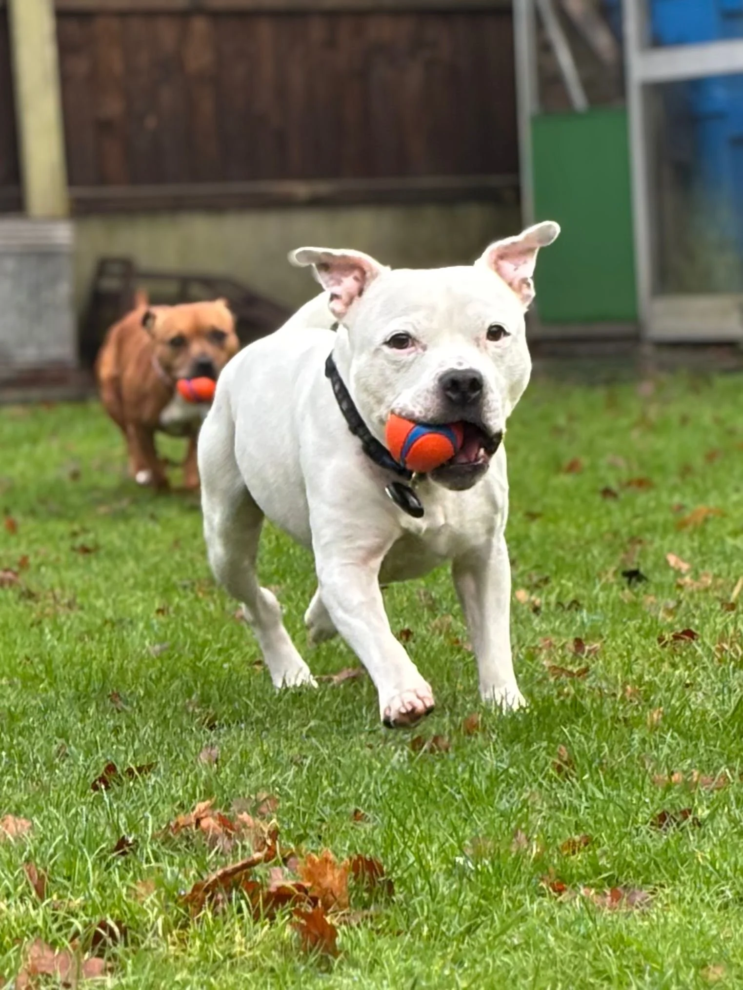 A white dog running on green grass holding a ball in its mouth, with a brown dog also carrying a ball in its mouth in the background, in a backyard.